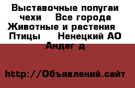 Выставочные попугаи чехи  - Все города Животные и растения » Птицы   . Ненецкий АО,Андег д.